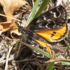 Synemon plana (Golden Sun Moth) at Narrabundah, ACT - 20 Nov 2018 by RobParnell