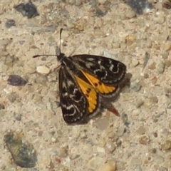 Synemon plana at Narrabundah, ACT - 20 Nov 2018 02:09 PM