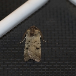 Agrotis porphyricollis at Higgins, ACT - 30 Oct 2018 10:03 PM