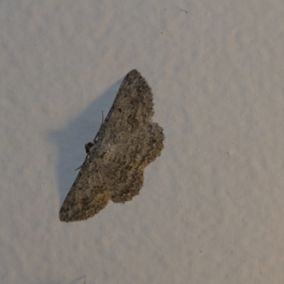 Psilosticha absorpta (Fine-waved Bark Moth) at Higgins, ACT - 30 Oct 2018 by Alison Milton