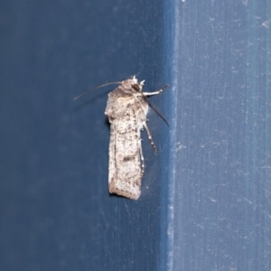 Agrotis porphyricollis at Higgins, ACT - 30 Oct 2018 10:05 PM