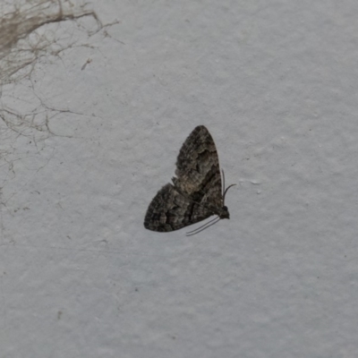 Phrissogonus laticostata (Apple looper moth) at Higgins, ACT - 30 Oct 2018 by Alison Milton