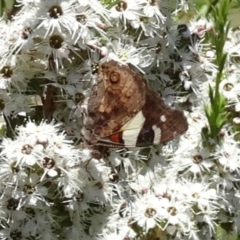 Vanessa itea (Yellow Admiral) at Sth Tablelands Ecosystem Park - 30 Nov 2017 by galah681