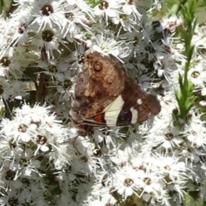 Vanessa itea at Molonglo Valley, ACT - 30 Nov 2017 11:28 AM