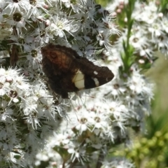 Vanessa itea at Molonglo Valley, ACT - 30 Nov 2017