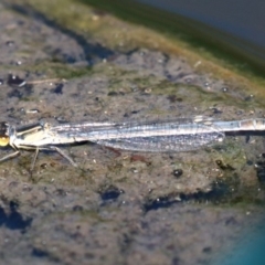 Ischnura heterosticta (Common Bluetail Damselfly) at Jerrabomberra Wetlands - 19 Nov 2018 by jbromilow50