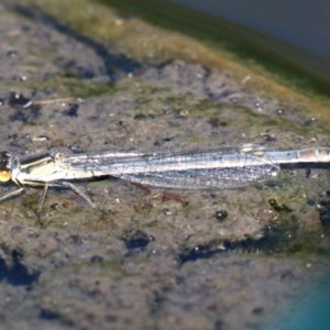 Ischnura heterosticta at Campbell, ACT - 19 Nov 2018