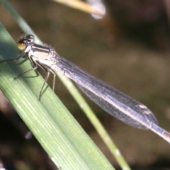 Ischnura heterosticta at Campbell, ACT - 19 Nov 2018