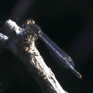 Ischnura heterosticta at Campbell, ACT - 19 Nov 2018