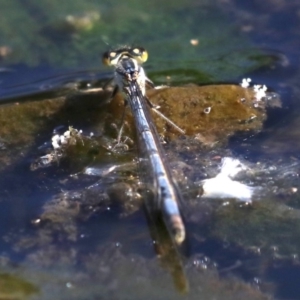 Ischnura heterosticta at Campbell, ACT - 19 Nov 2018