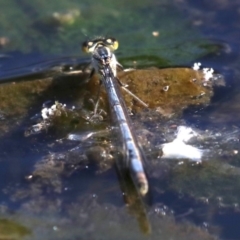 Ischnura heterosticta at Campbell, ACT - 19 Nov 2018