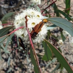 Porrostoma sp. (genus) (Lycid, Net-winged beetle) at National Arboretum Forests - 30 Nov 2017 by galah681