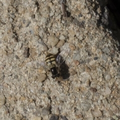 Simosyrphus grandicornis (Common hover fly) at Higgins, ACT - 28 Oct 2018 by AlisonMilton