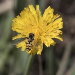 Simosyrphus grandicornis (Common hover fly) at Holt, ACT - 15 Nov 2018 by AlisonMilton