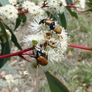 Phyllotocus rufipennis at Molonglo Valley, ACT - 30 Nov 2017