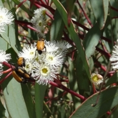 Phyllotocus rufipennis at Molonglo Valley, ACT - 30 Nov 2017