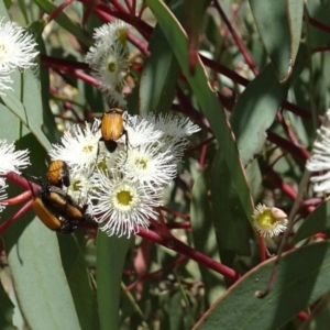 Phyllotocus rufipennis at Molonglo Valley, ACT - 30 Nov 2017