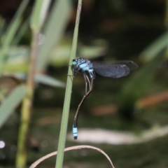 Ischnura heterosticta (Common Bluetail Damselfly) at Jerrabomberra Wetlands - 19 Nov 2018 by jb2602