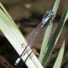 Ischnura heterosticta at Campbell, ACT - 19 Nov 2018