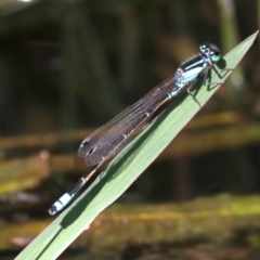 Ischnura heterosticta at Campbell, ACT - 19 Nov 2018