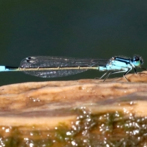 Ischnura heterosticta at Campbell, ACT - 19 Nov 2018