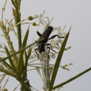 Eleale sp. (genus) at Higgins, ACT - 28 Oct 2018