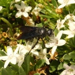 Austroscolia soror (Blue Flower Wasp) at Molonglo Valley, ACT - 21 Dec 2017 by galah681