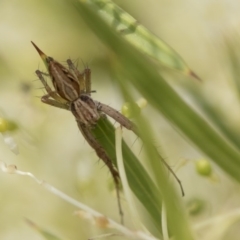 Oxyopes sp. (genus) (Lynx spider) at Higgins, ACT - 28 Oct 2018 by AlisonMilton