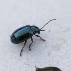 Altica sp. (genus) (Flea beetle) at Higgins, ACT - 31 Oct 2018 by Alison Milton
