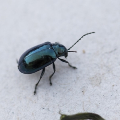 Altica sp. (genus) (Flea beetle) at Higgins, ACT - 31 Oct 2018 by AlisonMilton