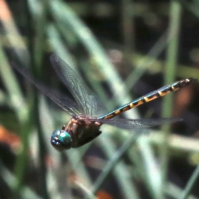 Hemicordulia australiae (Australian Emerald) at O'Connor, ACT - 20 Nov 2018 by jb2602