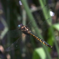 Hemicordulia australiae at O'Connor, ACT - 20 Nov 2018