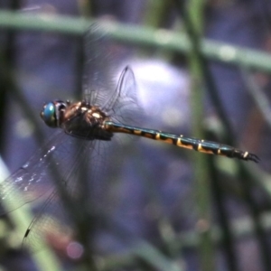 Hemicordulia australiae at O'Connor, ACT - 20 Nov 2018