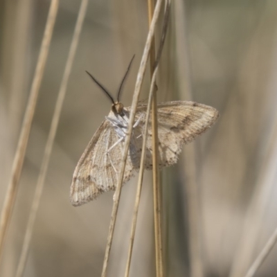 Scopula rubraria (Reddish Wave, Plantain Moth) at Holt, ACT - 14 Nov 2018 by Alison Milton