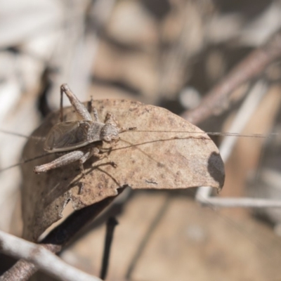 Eurepa marginipennis (Mottled bush cricket) at Bruce, ACT - 31 Oct 2018 by AlisonMilton