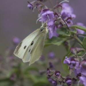 Pieris rapae at Hackett, ACT - 1 Nov 2018 02:11 PM