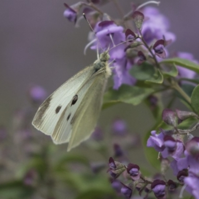 Pieris rapae (Cabbage White) at ANBG - 1 Nov 2018 by Alison Milton