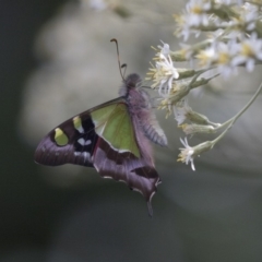 Graphium macleayanum (Macleay's Swallowtail) at ANBG - 1 Nov 2018 by Alison Milton