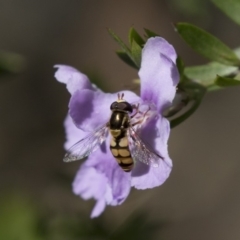 Simosyrphus grandicornis (Common hover fly) at Hackett, ACT - 1 Nov 2018 by AlisonMilton
