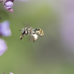 Lipotriches (Austronomia) phanerura (Halictid Bee) at ANBG - 1 Nov 2018 by Alison Milton