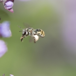 Lipotriches (Austronomia) phanerura at Hackett, ACT - 1 Nov 2018 02:05 PM