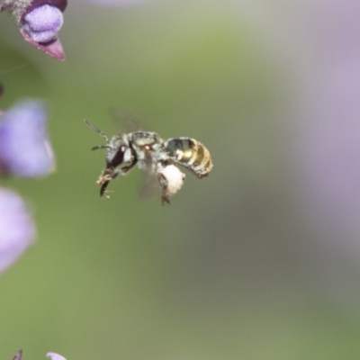 Lipotriches (Austronomia) phanerura (Halictid Bee) at Hackett, ACT - 1 Nov 2018 by Alison Milton