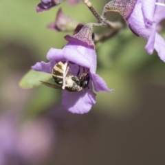 Lipotriches (Austronomia) phanerura at Hackett, ACT - 1 Nov 2018 02:05 PM