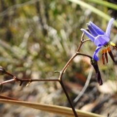 Dianella revoluta var. revoluta (Black-Anther Flax Lily) at Paddys River, ACT - 20 Nov 2018 by JohnBundock