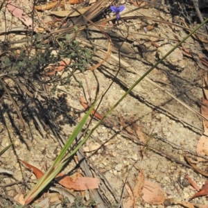 Dianella revoluta var. revoluta at Paddys River, ACT - 20 Nov 2018