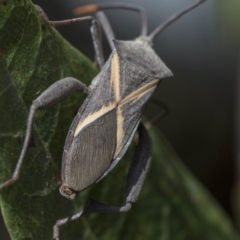 Mictis profana (Crusader Bug) at Acton, ACT - 4 Nov 2018 by AlisonMilton
