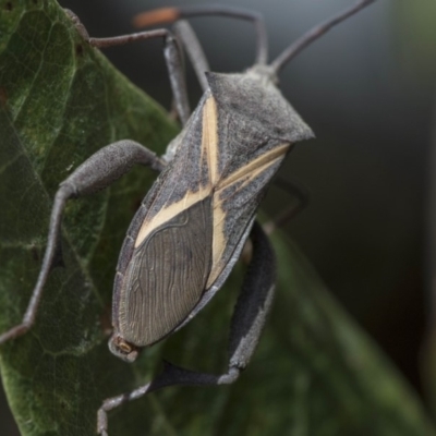 Mictis profana (Crusader Bug) at Acton, ACT - 4 Nov 2018 by AlisonMilton