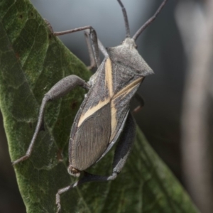 Mictis profana at Acton, ACT - 4 Nov 2018 12:20 PM