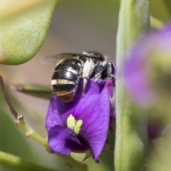 Lipotriches (Austronomia) ferricauda (Halictid bee) at Acton, ACT - 4 Nov 2018 by Alison Milton