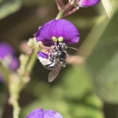 Lipotriches (Austronomia) ferricauda at Acton, ACT - 4 Nov 2018 12:18 PM